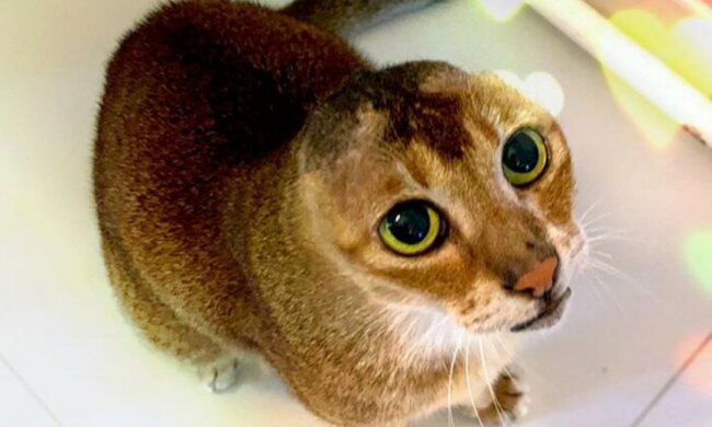 Wie eine ohrlose Katze nicht nur ein neues Zuhause, sondern auch treue Freunde fand