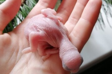 Die Besitzerin zog selbst die Papageienküken auf, die ihre Mutter ablehnte: Das Ergebnis war der Mühe wert