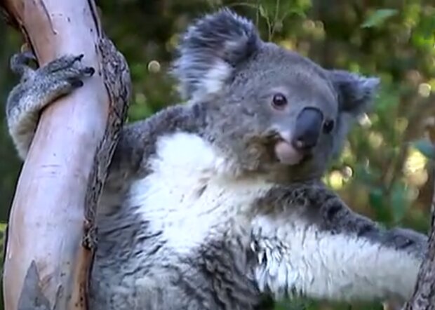 Koala Triumph. Quelle: Screenshot Youtube