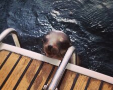 Charmanter Gast auf dem Schiff. Quelle: Screenshot YouTube