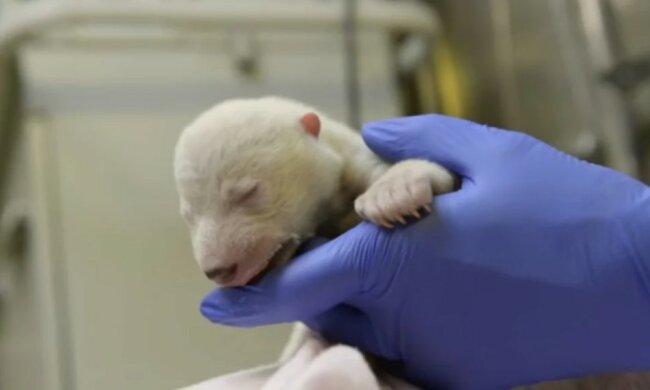 Der kleine Bär überlebte dank Menschen, die sich um ihn kümmerten