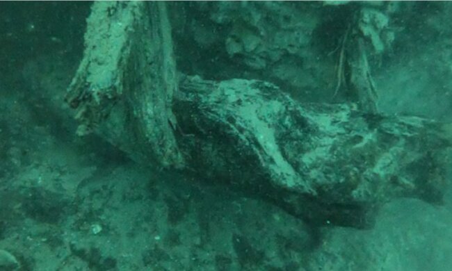 60.000 Jahre alter Wald wurde unter Wasser gefunden