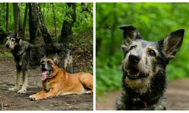 Hunde. Quelle: zen.com