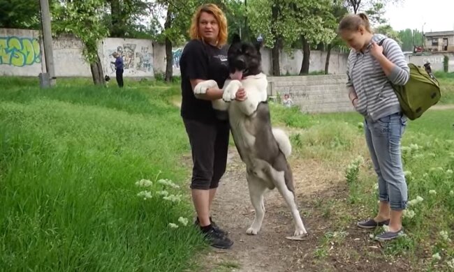 Akita. Quelle: Youtube Screenshot