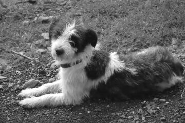 Hund. Quelle: Screenshot