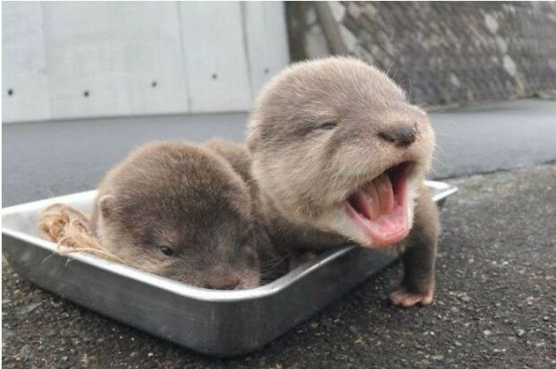 Fotos von jungen Ottern, die Sie in jeder Situation aufmuntern werden