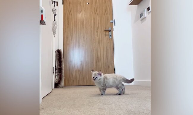 Kätzchen. Quelle: YouTube Screenshot