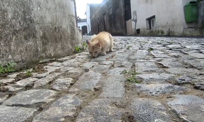 Der scheue Kater. Quelle: Youtube Screenshot