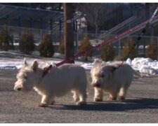 Scottish Terriers. Quelle: abcnews.com