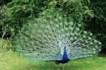 Pfau. Quelle: Youtube Screenshot