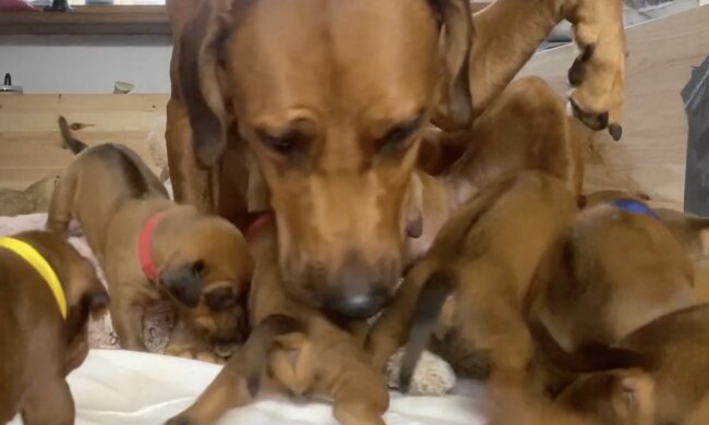 Etana und Welpen. Quelle: Screenshot YouTube