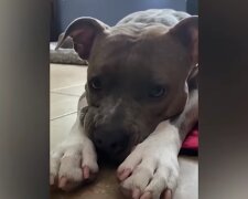 Pitbull. Quelle: Screenshot Youtube