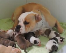 Bulldogge mit Welpen. Quelle: YouTube Screenshot