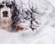 Der Hund im Schnee. Quelle: Screenshot YouTube