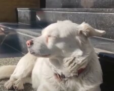 Der türkische Hachiko, der berühmt wurde