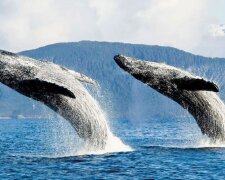 Eine wahre Legende: Wale leben noch heute, die geboren wurden, bevor Moby Dick geschrieben wurde