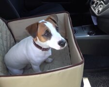 Der Hund brauchte ein Zuhause und kletterte in das Auto eines Mannes: Seine Entscheidung war richtig