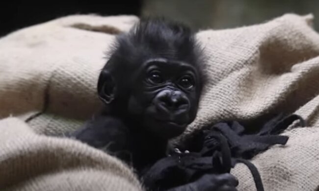 Baby Gorilla. Quelle: Screenshot YouTube