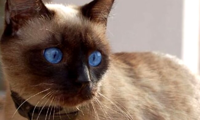 Katze. Quelle: Screenshot Youtube