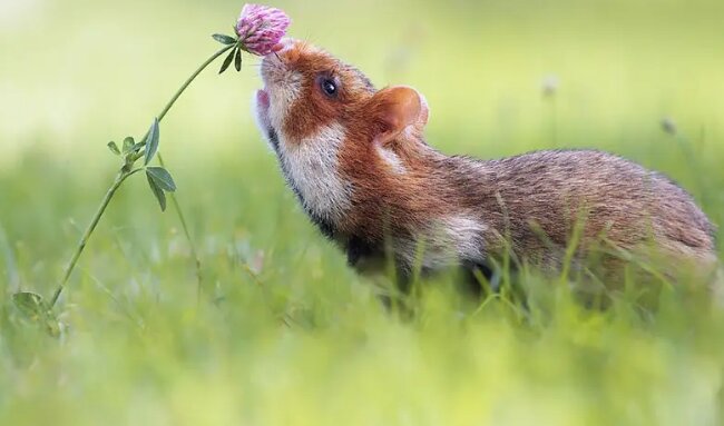 Naturnah: Tiere, die den Duft von Blumen genießen