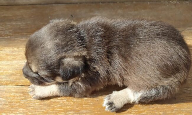 Der Hund rettete einen Welpen und ersetzte ihm die Mutter