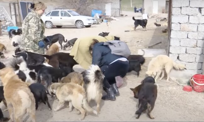 Tierheim. Quelle: Screenshot YouTube