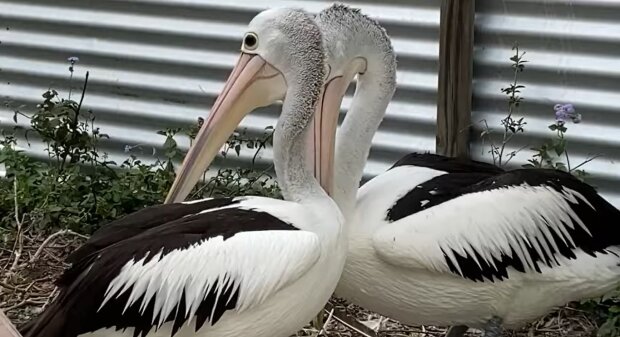 Ein Pelikanpaar. Quelle: Youtube Screenshot