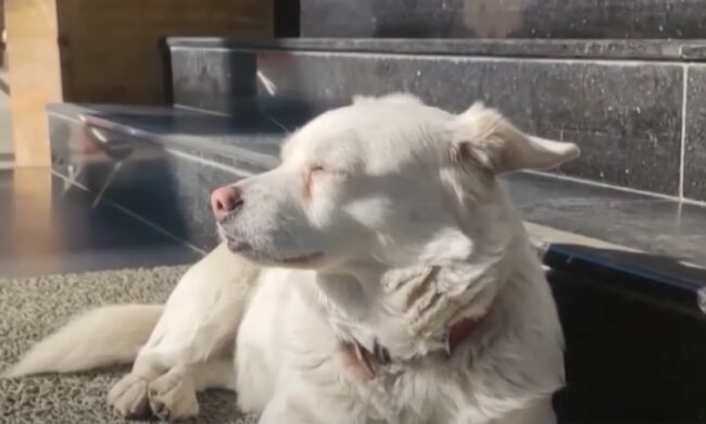 Der türkische Hachiko, der berühmt wurde