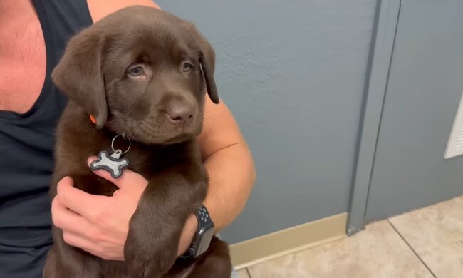 Ein Labrador-Welpe bringt Unruhe ins Eheleben. Quelle: Youtube Screenshot