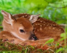 Der Hirsch kam auf das Mädchen zu und bat um Hilfe, und es ließ das Tier nicht im Stich