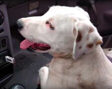 Ein obdachloser Hund sprang in ein Auto, so dass sie ein neues Familienmitglied fanden