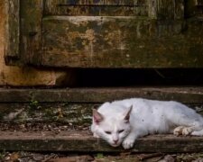 Weiße Katze kroch mit den Vorderpfoten zu einem Mann, bat um Hilfe, und er heilte sie