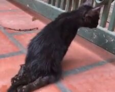 Nicht vorbeigekommen: Ein fürsorglicher Hund half einem Kätzchen, das nicht laufen kann