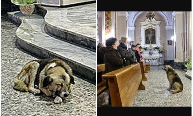 Hund namens Tommy besuchte mit seiner Besitzerin eine Kirche. Quelle: Screenshot Youtube