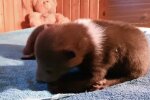 Tierbaby. Quelle: Screenshot YouTube