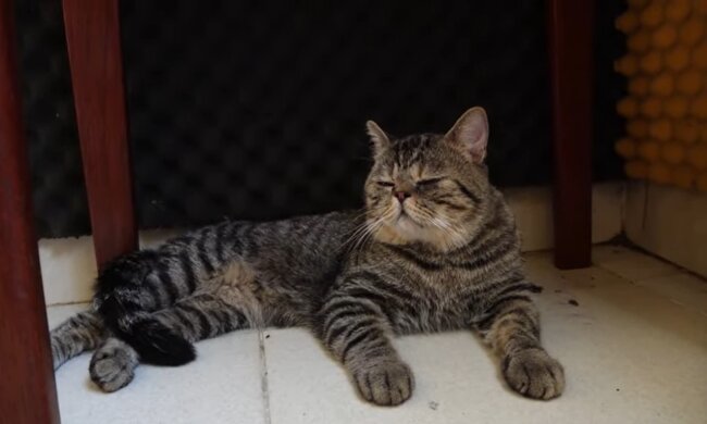 Streunende Katze. Quelle: Youtube Screenshot