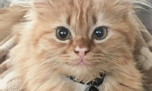 Die Katze wird wegen ihrer Ähnlichkeit mit einem berühmten Kunstwerk Mona Lisa genannt