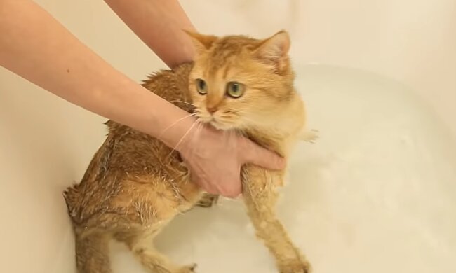 Katze beim Baden. Quelle: Screenshot Youtube