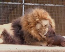 Ehrfurchte Freundschaft: ein riesiger Löwe spielt sanft mit zwei kleinen Dackeln