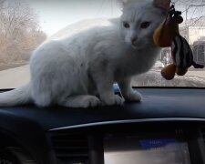 Katze im Auto. Quelle: Screenshot YouTube