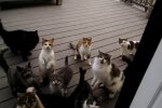 Aus Mietvertrag wird Katzenchaos. Quelle: Youtube Screenshot
