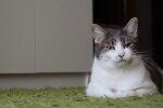 Simba. Quelle: Youtube Screenshot