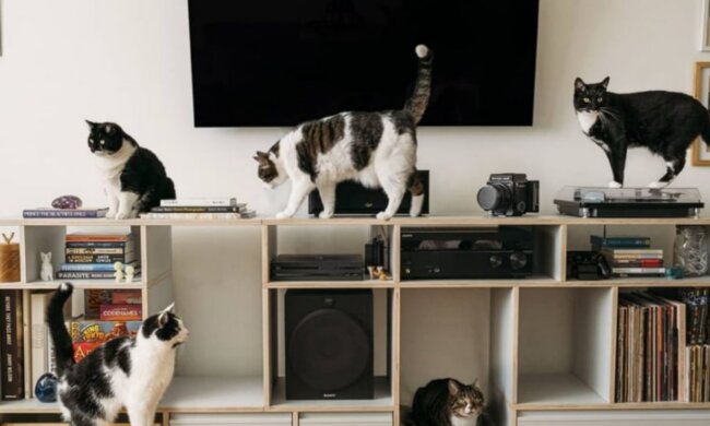 Katzenfamilie. Quelle: YouTube Screenshot