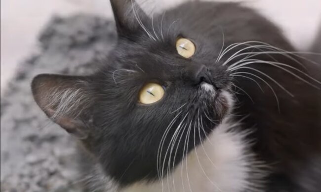 Katze. Quelle: Screenshot Youtube