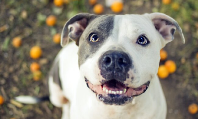 "Ich muss ihm eine Chance geben": Besitzer gab den Hund, der seinen Nachbarn gebissen hatte, ins Tierheim, nahm ihn dann aber zurück