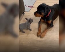 Winziger Welpe provoziert Rottweiler: Die Dinge laufen nicht so, wie sie es sich vorgestellt haben