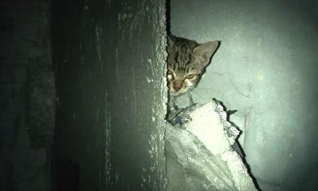 Babykatze. Quelle: Youtube Screenshot