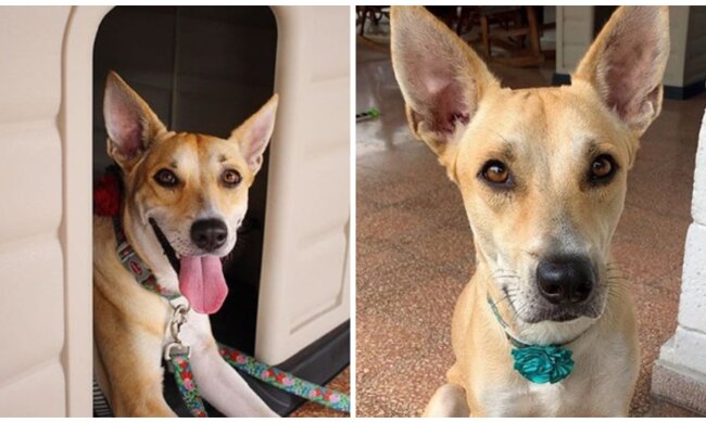 Zelda. Quelle: Screenshot