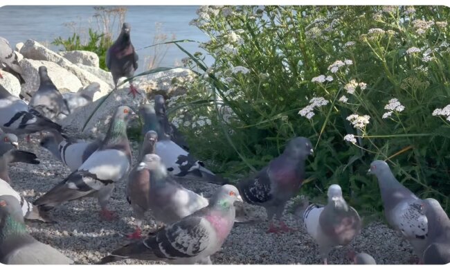 Tauben. Quelle: Youtube Screenshot
