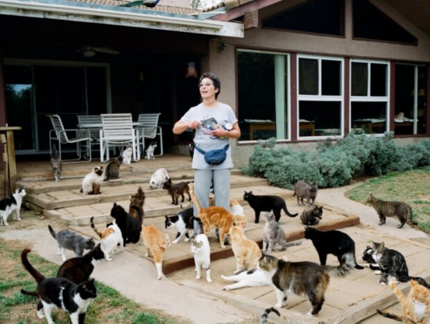 Die Frau beherbergte in eigenem Haus über 1000 Katzen und zog in den Van